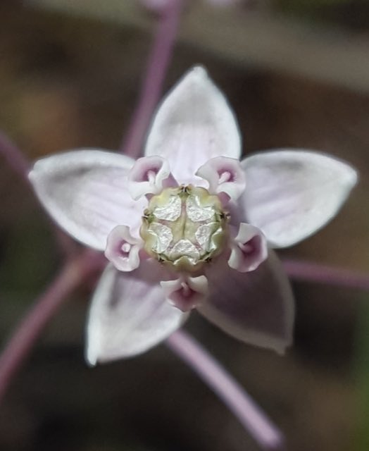 Carolina Milkweed (Asclepias cinerea). Asclepias cinerea 81678256
