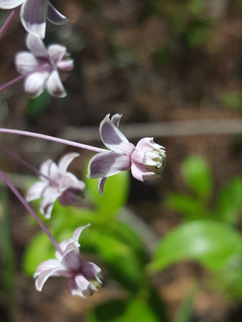 Carolina Milkweed (Asclepias cinerea). Asclepias cinerea 81675172