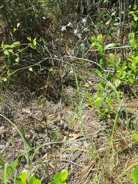Carolina Milkweed (Asclepias cinerea). Asclepias cinerea 81675464