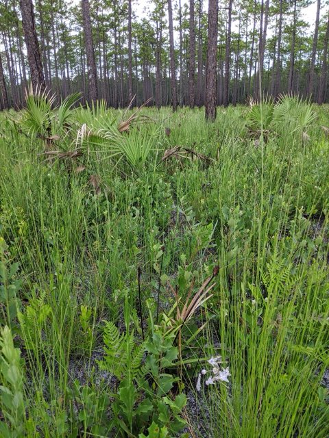 Carolina Milkweed (Asclepias cinerea). "Carolina milkweed habitat" by Scott Allen Davis