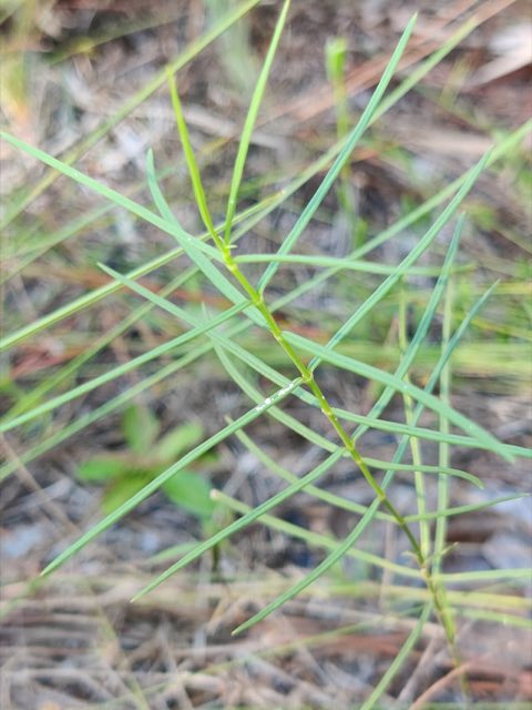 Carolina Milkweed (Asclepias cinerea). Carolina milkweed leaves by Scott Allen Davis