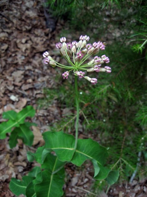 Clasping Milkweed (Asclepias amplexicaulis). Asclepias amplexicaulis Blue Ridge