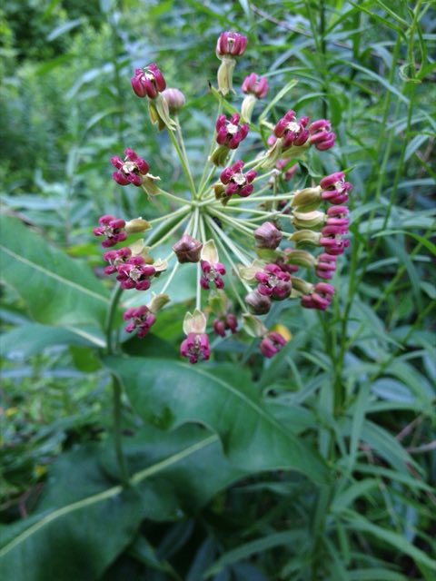 Clasping Milkweed (Asclepias amplexicaulis). Asclepias amplexicaulis (14329407319)