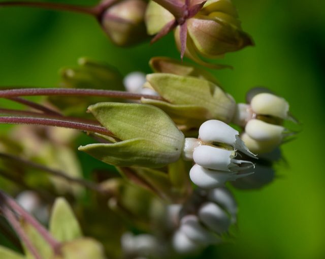Clasping Milkweed (Asclepias amplexicaulis). Asclepias amplexicaulis (19733015086)