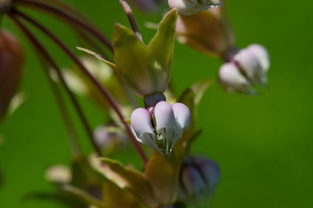 Clasping Milkweed (Asclepias amplexicaulis). Asclepias amplexicaulis (19752004992)