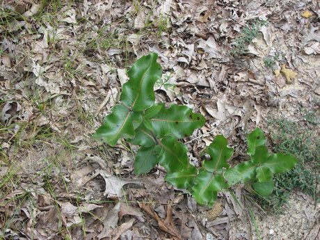Clasping Milkweed (Asclepias amplexicaulis) in flower