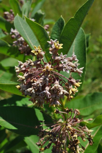 Common Milkweed (Asclepias syriaca). Asclepias syriaca - inflorescence (18555007128)
