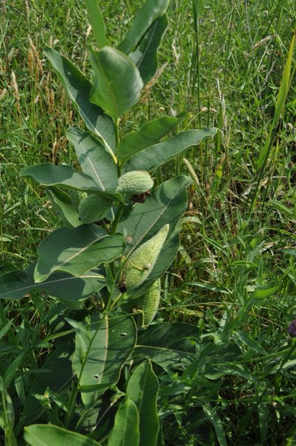 Common Milkweed (Asclepias syriaca). Asclepias syriaca - whole plant with seedpods (18555004978)