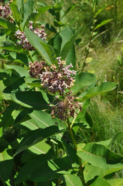 Common Milkweed (Asclepias syriaca). Asclepias syriaca - inflorescence (18555073280)