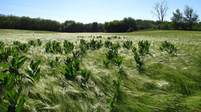 Common Milkweed (Asclepias syriaca). Asclepias syriaca (ваточник сирийский) возле урочища Яцево
