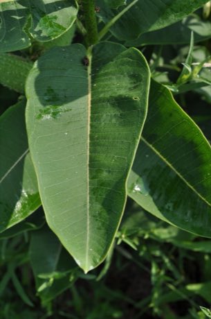 Common Milkweed (Asclepias syriaca) in flower