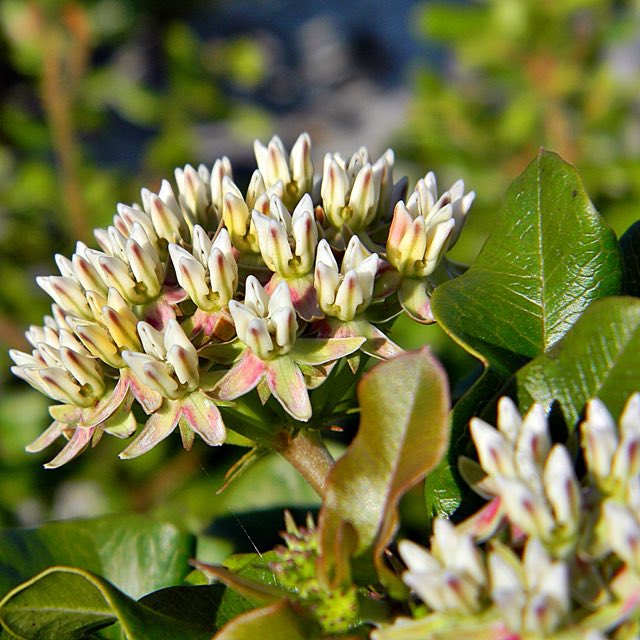 Curtiss’ Milkweed (Asclepias curtissii). Asclepias curtissii (Curtiss milkweed ) (5771618293)