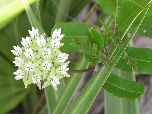 Curtiss’ Milkweed (Asclepias curtissii). Asclepias curtissii (6162805747)