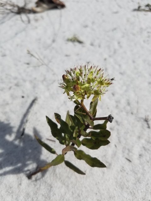 Curtiss’ Milkweed (Asclepias curtissii). Curtiss’ Milkweed photographed in Florida, US