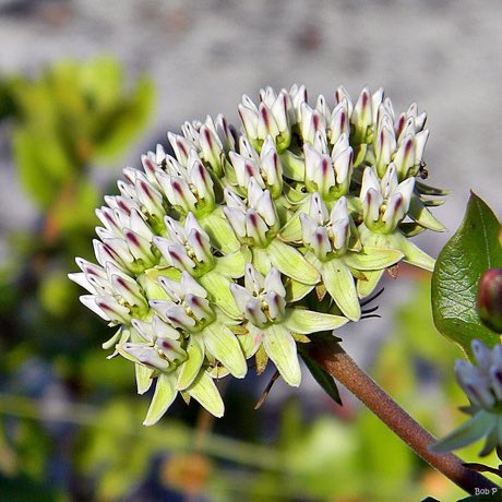 Curtiss’ Milkweed (Asclepias curtissii) in flower