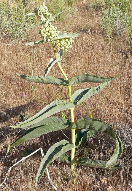 Desert Milkweed (Asclepias erosa). Asclepias erosa 1