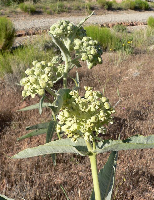 Desert Milkweed (Asclepias erosa). Asclepias erosa 2