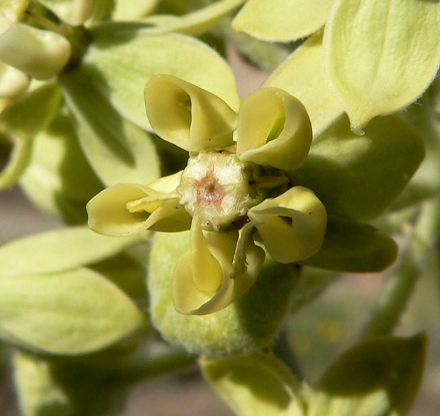 Desert Milkweed (Asclepias erosa). Asclepias erosa 5