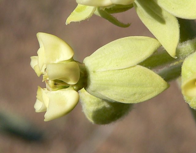 Desert Milkweed (Asclepias erosa). Asclepias erosa 6