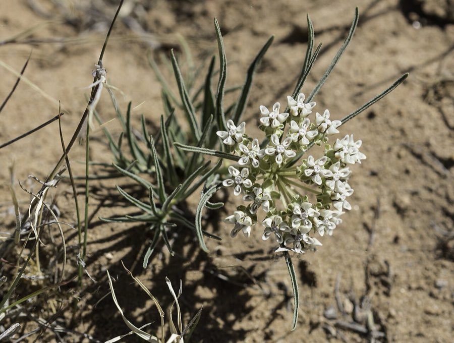 Dwarf Milkweed (Asclepias involucrata). Asclepias involucrata - Craig Martin 01