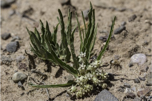 Dwarf Milkweed (Asclepias involucrata). Dwarf Milkweed photographed in Rio Arriba County, NM, USA