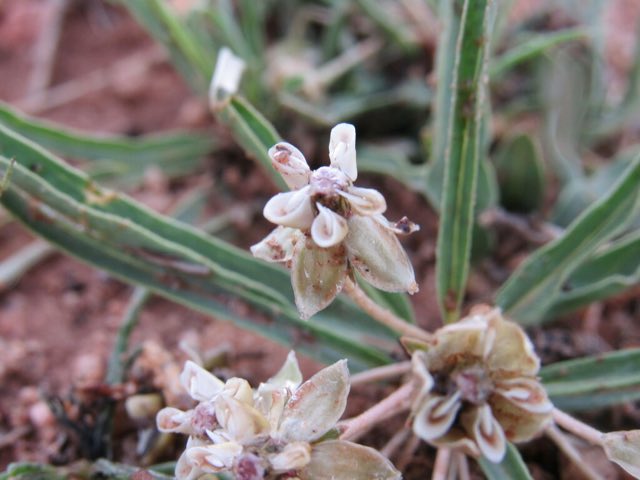 Dwarf Milkweed (Asclepias involucrata). Dwarf Milkweed photographed in Santa Fe County, US-NM, US