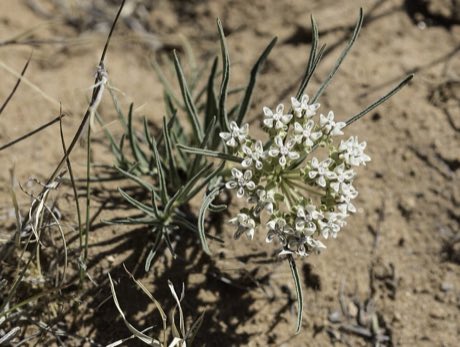 Dwarf Milkweed (Asclepias involucrata) in flower