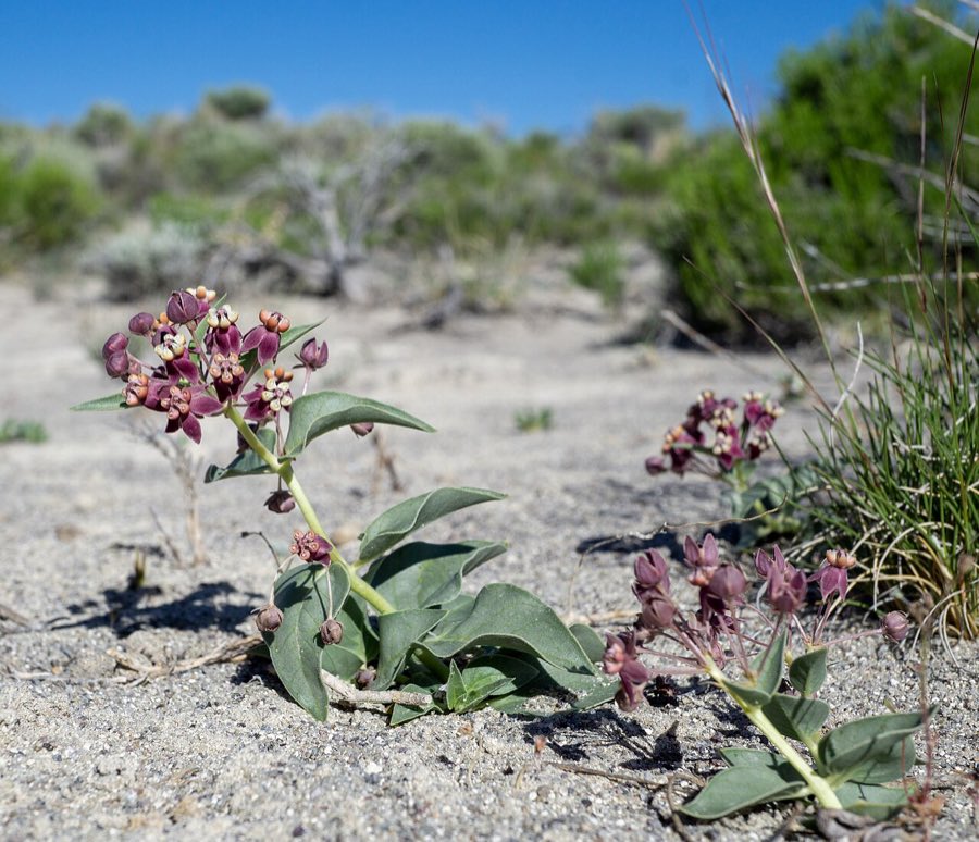 Eastwood’s Milkweed (Asclepias eastwoodiana). Asclepias eastwoodiana