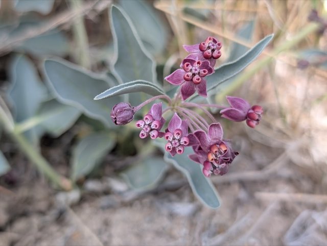 Eastwood’s Milkweed (Asclepias eastwoodiana). Eastwood’s Milkweed photographed in Nevada, US