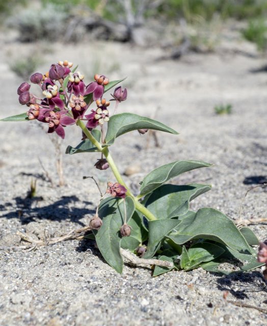 Eastwood’s Milkweed (Asclepias eastwoodiana). Eastwood’s Milkweed photographed in Dave Deacon Camp Rd, Tonopah, NV, US