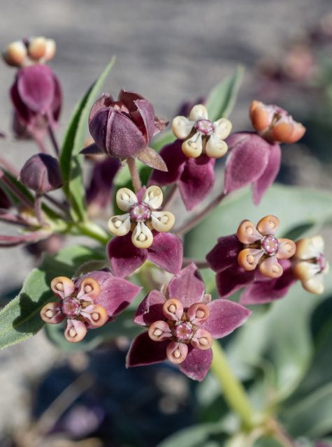 Eastwood’s Milkweed (Asclepias eastwoodiana). Eastwood’s Milkweed photographed in Dave Deacon Camp Rd, Tonopah, NV, US