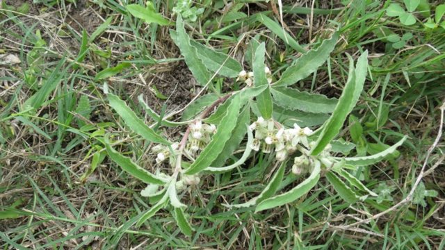 Emory’s Milkweed (Asclepias emoryi). Emory’s Milkweed photographed in Texas, US