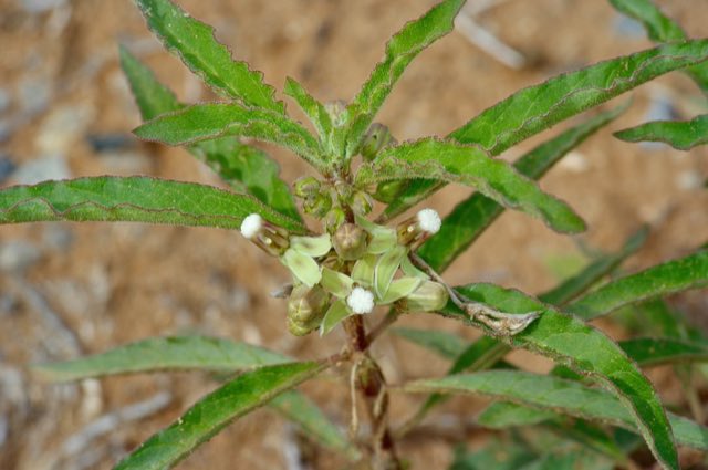 Emory’s Milkweed (Asclepias emoryi). Emory’s Milkweed photographed in Texas, US