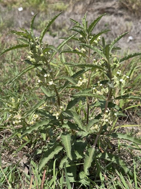 Emory’s Milkweed (Asclepias emoryi). Emory’s Milkweed photographed in FM-755, Rio Grande City, TX, US
