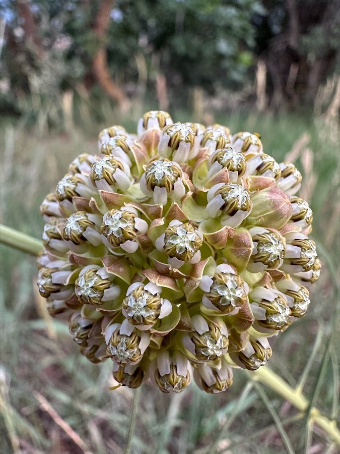 Engelmann’s Milkweed (Asclepias engelmanniana). Asclepias engelmanniana - scevola augustin 02