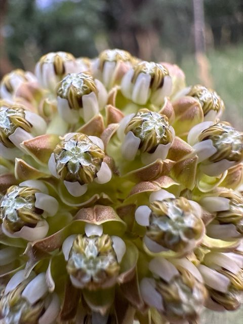 Engelmann’s Milkweed (Asclepias engelmanniana). Asclepias engelmanniana - scevola augustin 01