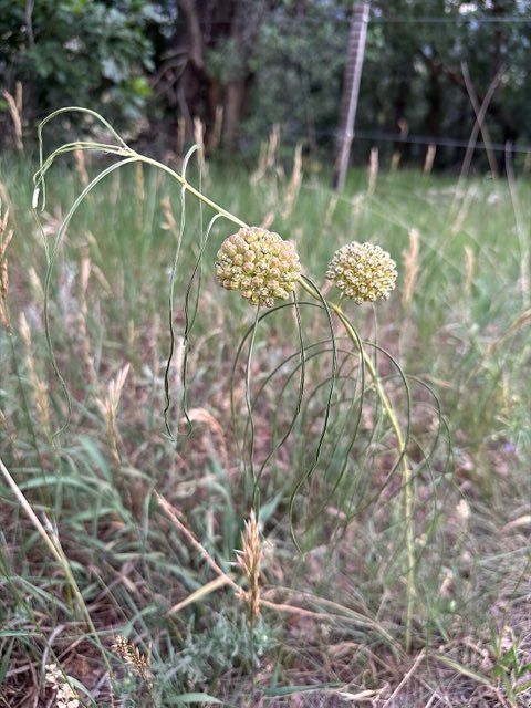 Engelmann’s Milkweed (Asclepias engelmanniana). Asclepias engelmanniana - scevola augustin 03