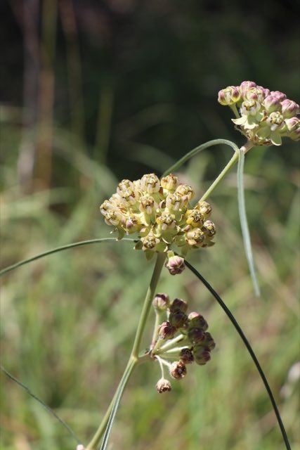 Engelmann’s Milkweed (Asclepias engelmanniana). Engelmann’s Milkweed photographed in US-180, Lamesa, TX, US