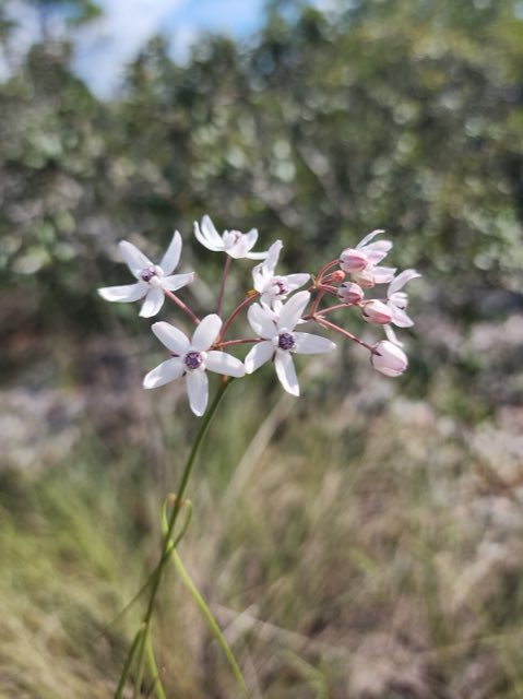 Feay’s Milkweed (Asclepias feayi). Asclepias feayi - Boyd Hill, St Petersburg, FL - August 2025