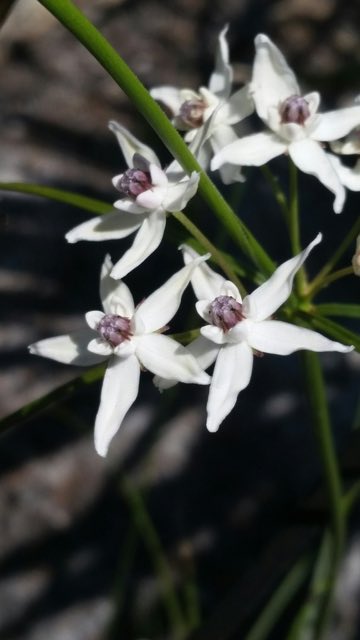 Feay’s Milkweed (Asclepias feayi). Feay’s Milkweed photographed in Alva, FL 33920, USA