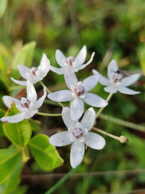 Feay’s Milkweed (Asclepias feayi). Feay’s Milkweed photographed in Sarasota, FL 34240, USA