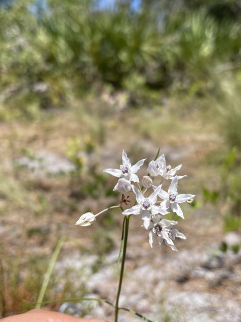 Feay’s Milkweed (Asclepias feayi). Feay’s Milkweed photographed in Florida, US