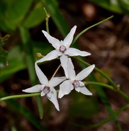 Feay’s Milkweed (Asclepias feayi) in flower