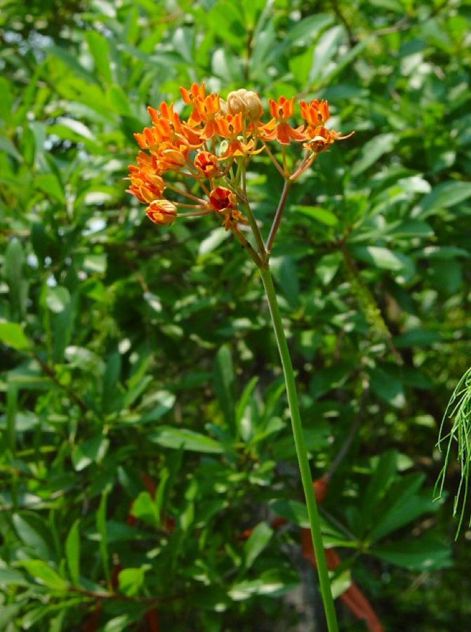 Fewflower Milkweed (Asclepias lanceolata). Asclepias lanceolata plant