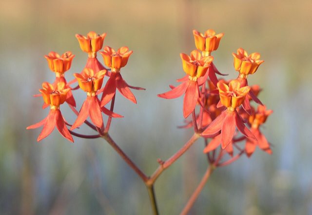 Fewflower Milkweed (Asclepias lanceolata). Asclepias lanceolata (9099845297)