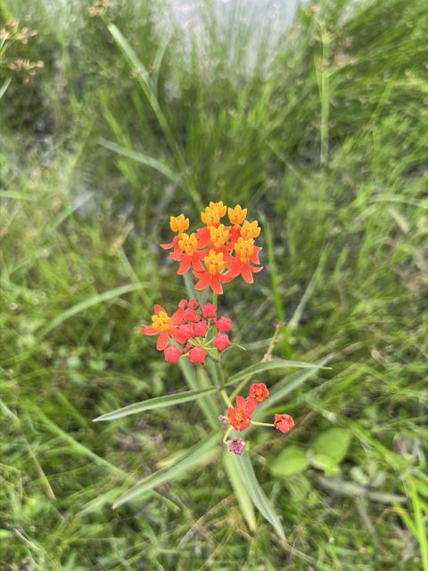 Fewflower Milkweed (Asclepias lanceolata). Asclepias lanceolata