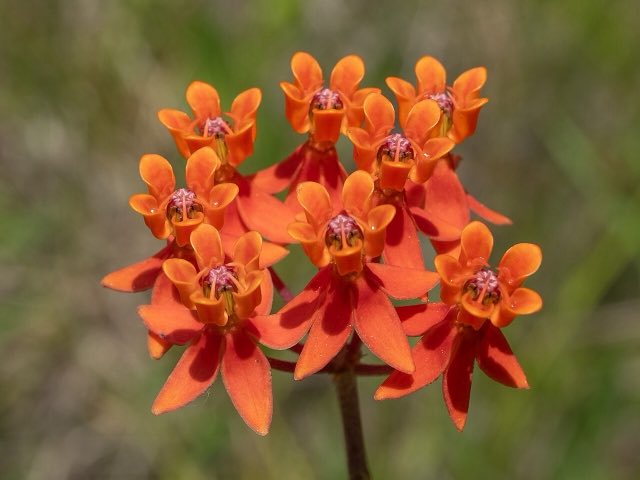 Fewflower Milkweed (Asclepias lanceolata). Asclepias lanceolata 386072019