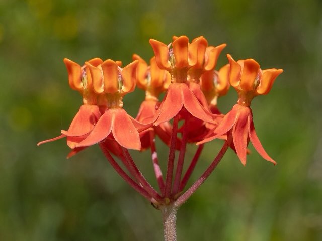 Fewflower Milkweed (Asclepias lanceolata). Asclepias lanceolata 386071992