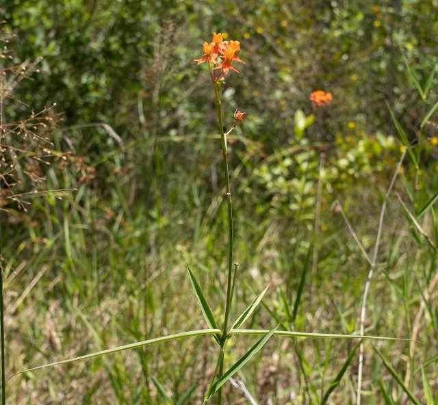 Fewflower Milkweed (Asclepias lanceolata). Asclepias lanceolata 386072038