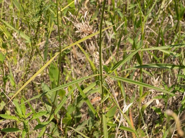 Fewflower Milkweed (Asclepias lanceolata). Asclepias lanceolata 386072022